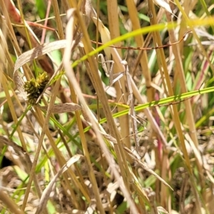 Mantidae (family) adult or nymph at Macgregor, ACT - 2 Jan 2023