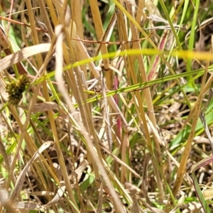 Mantidae (family) adult or nymph at Macgregor, ACT - 2 Jan 2023