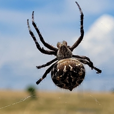 Backobourkia sp. (genus) (An orb weaver) at Macgregor, ACT - 2 Jan 2023 by trevorpreston