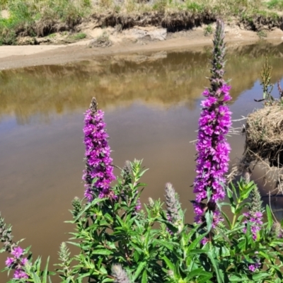 Lythrum salicaria (Purple Loosestrife) at Macgregor, ACT - 2 Jan 2023 by trevorpreston