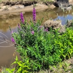 Lythrum salicaria at Macgregor, ACT - 2 Jan 2023 11:42 AM