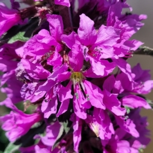 Lythrum salicaria at Macgregor, ACT - 2 Jan 2023 11:42 AM