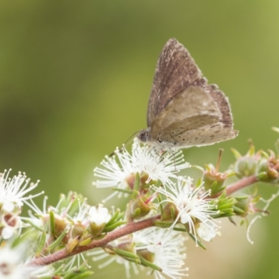 Erina hyacinthina (Varied Dusky-blue) at Penrose, NSW - 31 Dec 2022 by Aussiegall
