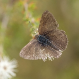 Erina hyacinthina at Penrose, NSW - 31 Dec 2022