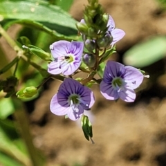 Veronica anagallis-aquatica (Blue Water Speedwell) at Macgregor, ACT - 2 Jan 2023 by trevorpreston