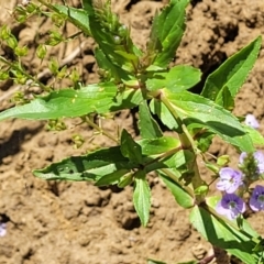 Veronica anagallis-aquatica at Macgregor, ACT - 2 Jan 2023 11:40 AM