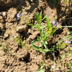 Veronica anagallis-aquatica at Macgregor, ACT - 2 Jan 2023 11:40 AM