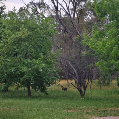 Dama dama (Fallow Deer) at Hall, ACT - 2 Jan 2023 by Rosie