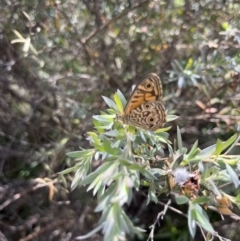 Geitoneura acantha (Ringed Xenica) at Tidbinbilla Nature Reserve - 2 Jan 2023 by sbelardi