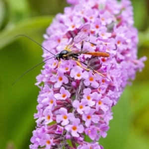 Ichneumonidae (family) at Penrose, NSW - suppressed