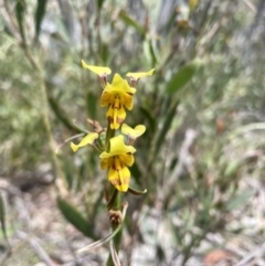Diuris sulphurea (Tiger Orchid) at Cotter River, ACT - 2 Jan 2023 by CathyKatie