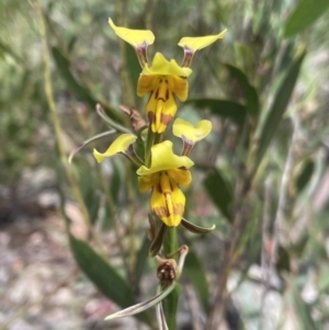 Diuris sulphurea at Cotter River, ACT - 2 Jan 2023