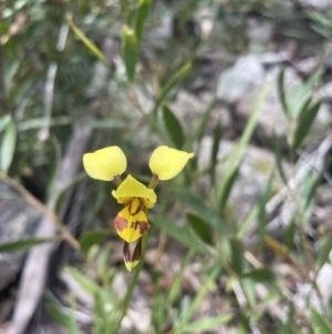 Diuris sulphurea at Cotter River, ACT - 2 Jan 2023