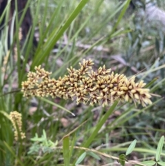 Lomandra longifolia (Spiny-headed Mat-rush, Honey Reed) at Namadgi National Park - 2 Jan 2023 by Cathy_Katie