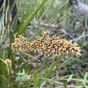 Lomandra longifolia at Cotter River, ACT - 2 Jan 2023 12:24 PM