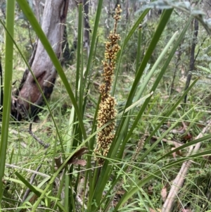 Lomandra longifolia at Cotter River, ACT - 2 Jan 2023