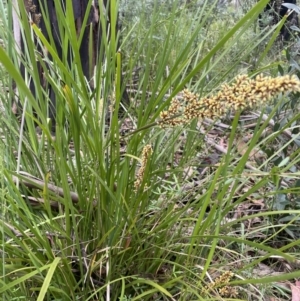 Lomandra longifolia at Cotter River, ACT - 2 Jan 2023 12:24 PM