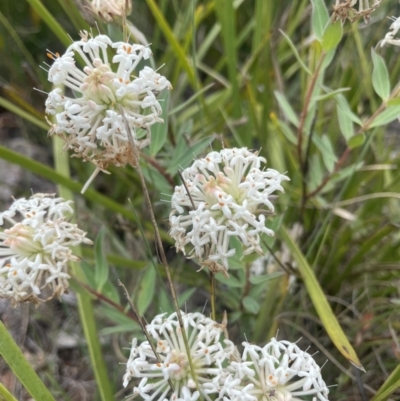 Pimelea treyvaudii (Grey Riceflower) at Cotter River, ACT - 2 Jan 2023 by CathyKatie