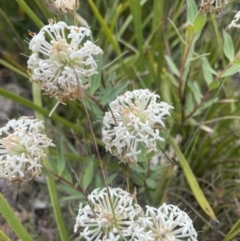 Pimelea treyvaudii (Grey Riceflower) at Cotter River, ACT - 2 Jan 2023 by Cathy_Katie