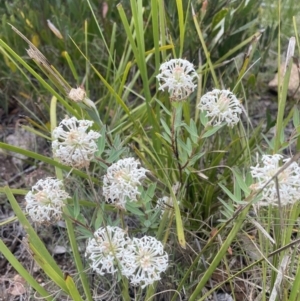 Pimelea treyvaudii at Cotter River, ACT - 2 Jan 2023 11:47 AM