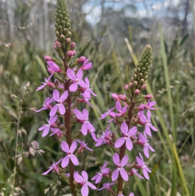 Stylidium armeria subsp. armeria (Trigger Plant) at Cotter River, ACT - 2 Jan 2023 by Cathy_Katie