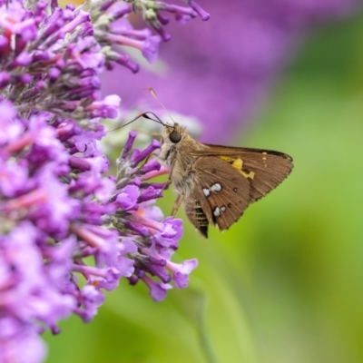 Trapezites praxedes (Southern Silver Ochre) at Penrose - 30 Dec 2022 by Aussiegall