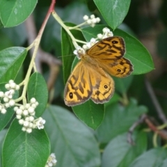 Heteronympha merope (Common Brown Butterfly) at Isaacs, ACT - 1 Jan 2023 by Mike