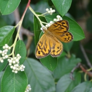 Heteronympha merope at Isaacs, ACT - 1 Jan 2023 03:43 PM