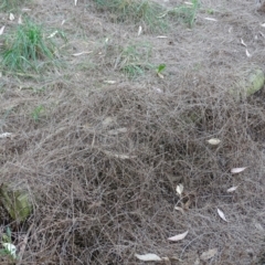 Galium aparine at Isaacs, ACT - 1 Jan 2023