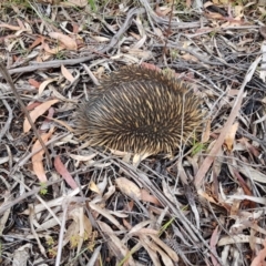 Tachyglossus aculeatus (Short-beaked Echidna) at Penrose - 30 Dec 2022 by Aussiegall