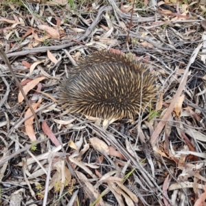 Tachyglossus aculeatus at Penrose, NSW - 31 Dec 2022