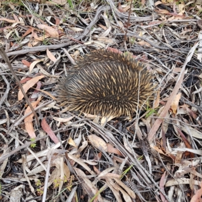 Tachyglossus aculeatus (Short-beaked Echidna) at Wingecarribee Local Government Area - 30 Dec 2022 by Aussiegall