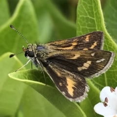 Taractrocera papyria (White-banded Grass-dart) at Dunlop, ACT - 30 Dec 2022 by JR