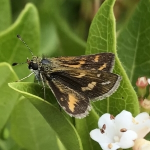 Taractrocera papyria at Dunlop, ACT - 30 Dec 2022