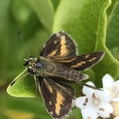 Taractrocera papyria at Dunlop, ACT - 30 Dec 2022