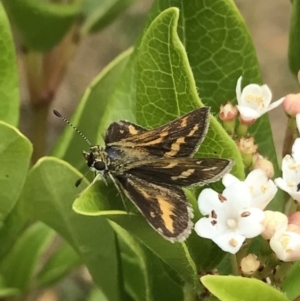 Taractrocera papyria at Dunlop, ACT - 30 Dec 2022