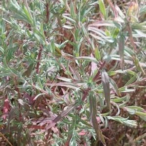 Epilobium billardiereanum at Symonston, ACT - 30 Dec 2022 10:03 AM