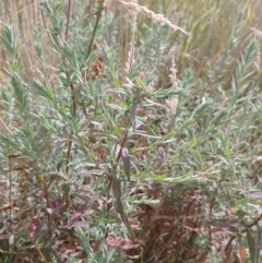 Epilobium billardiereanum at Symonston, ACT - 30 Dec 2022