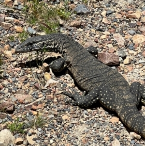 Varanus rosenbergi at Cotter River, ACT - suppressed