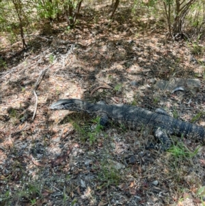 Varanus rosenbergi at Cotter River, ACT - suppressed