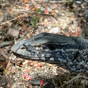 Varanus rosenbergi at Cotter River, ACT - 2 Jan 2023