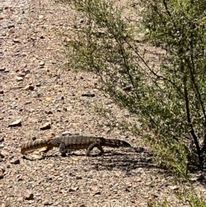 Varanus rosenbergi at Cotter River, ACT - suppressed