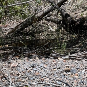 Varanus rosenbergi at Cotter River, ACT - suppressed