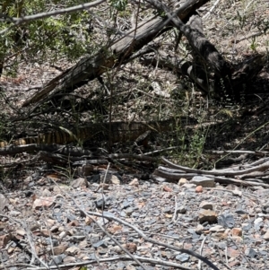 Varanus rosenbergi at Cotter River, ACT - 2 Jan 2023