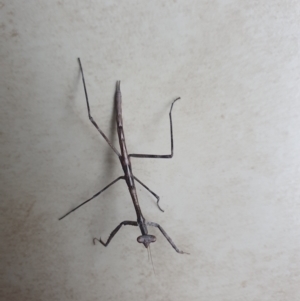 Mantodea (order) at Ngunnawal, ACT - 2 Jan 2023