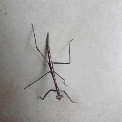 Mantodea (order) (Unidentified praying mantis) at Ngunnawal, ACT - 2 Jan 2023 by Kelly123456