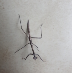 Mantodea sp. (order) (Unidentified praying mantis) at Ngunnawal, ACT - 2 Jan 2023 by Kelly123456