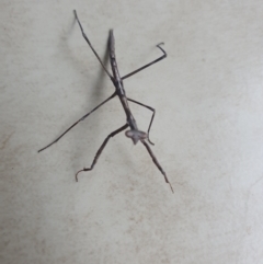 Mantodea (order) at Ngunnawal, ACT - 2 Jan 2023 03:54 PM