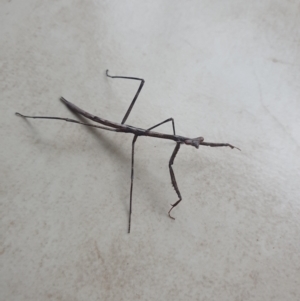 Mantodea (order) at Ngunnawal, ACT - 2 Jan 2023 03:54 PM