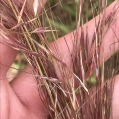 Austrostipa (genus) (A Corkscrew Grass) at Harrison, ACT - 14 Dec 2022 by Tapirlord